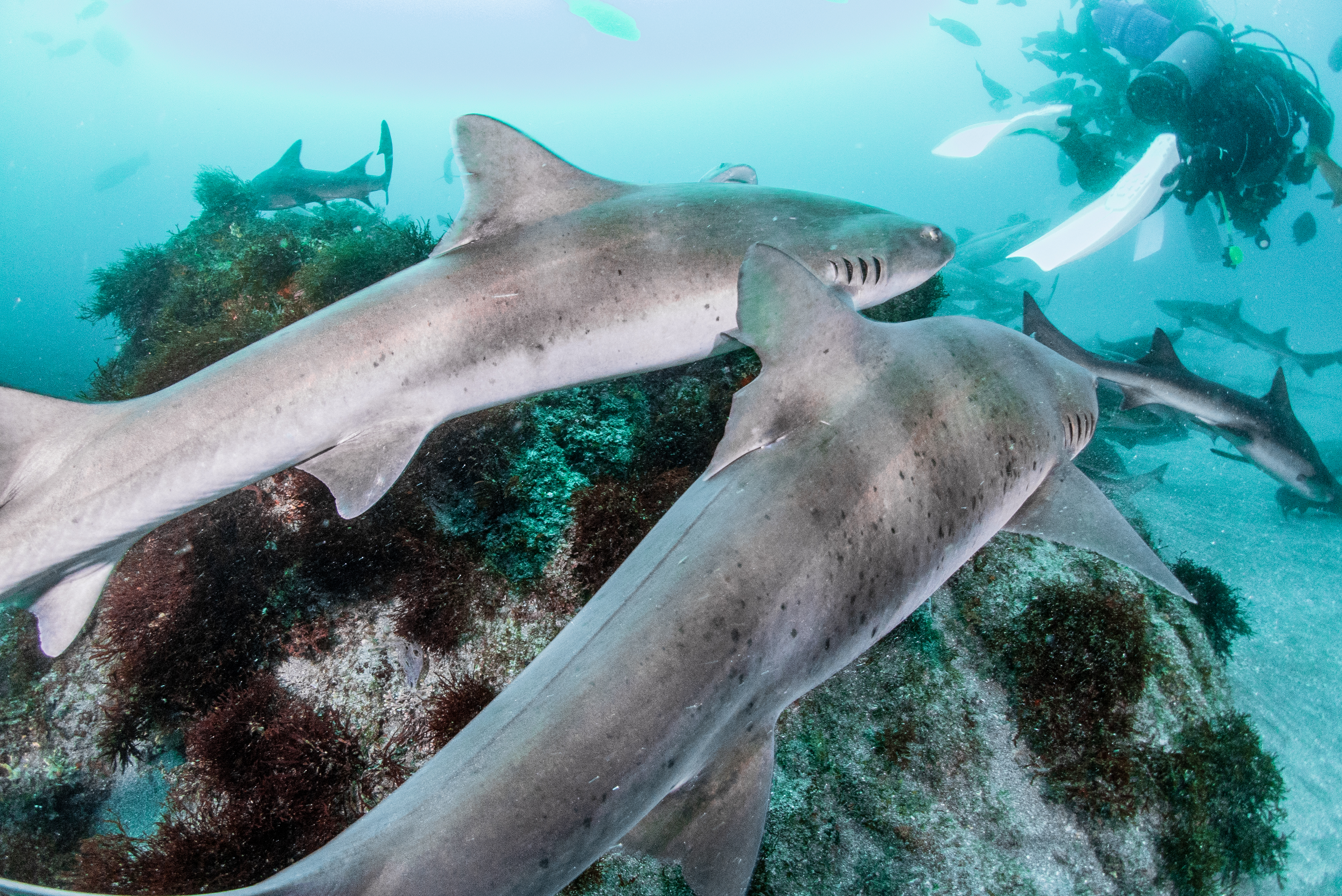シャークスクランブル行ってきました♡ | 初心者大歓迎！梅田で